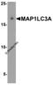 MAP1LC3A antibody, 7579, ProSci Inc, Western Blot image 