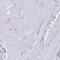 PAXX Non-Homologous End Joining Factor antibody, PA5-60967, Invitrogen Antibodies, Immunohistochemistry frozen image 