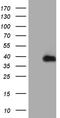RPA Interacting Protein antibody, TA810599S, Origene, Western Blot image 