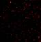 BCL2 Interacting Killer antibody, 3819, ProSci Inc, Immunofluorescence image 