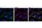 BCL2 Antagonist/Killer 1 antibody, 12105S, Cell Signaling Technology, Immunofluorescence image 