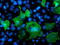 LIM domain kinase 1 antibody, LS-C172995, Lifespan Biosciences, Immunofluorescence image 