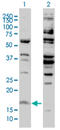 Histone H3.3 antibody, AM32802PU-N, Origene, Western Blot image 