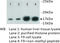 Di-Methyl-Histone H3 antibody, MBS355166, MyBioSource, Western Blot image 