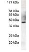 Prolactin Regulatory Element Binding antibody, GTX23422, GeneTex, Western Blot image 
