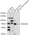 Brain Enriched Guanylate Kinase Associated antibody, 15-255, ProSci, Western Blot image 