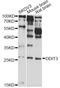 DNA Damage Inducible Transcript 3 antibody, MBS126028, MyBioSource, Western Blot image 