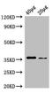 E. coli dcyD antibody, orb241402, Biorbyt, Western Blot image 