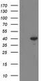 Reticulon 4 Interacting Protein 1 antibody, TA502544, Origene, Western Blot image 