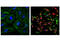 Caspase 3 antibody, 9604S, Cell Signaling Technology, Immunocytochemistry image 