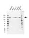 hUpf1 antibody, VMA00627, Bio-Rad (formerly AbD Serotec) , Western Blot image 