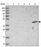ADAMTS-like protein 2 antibody, PA5-61057, Invitrogen Antibodies, Western Blot image 