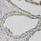LCN1 antibody, 23-928, ProSci, Immunohistochemistry paraffin image 
