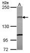 Collagen Type XIV Alpha 1 Chain antibody, NBP2-15940, Novus Biologicals, Western Blot image 