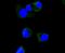 Apolipoprotein A1 antibody, NBP2-67161, Novus Biologicals, Immunofluorescence image 