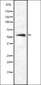 Frizzled Class Receptor 8 antibody, orb337454, Biorbyt, Western Blot image 