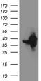 PDZ domain-containing protein GIPC1 antibody, CF811914, Origene, Western Blot image 