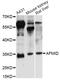 Probable arylformamidase antibody, LS-C749445, Lifespan Biosciences, Western Blot image 