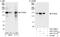 Ataxin 2 Like antibody, A301-370A, Bethyl Labs, Western Blot image 