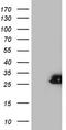 Sperm surface protein Sp17 antibody, TA804222, Origene, Western Blot image 