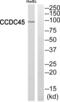 Centrosomal Protein 95 antibody, abx014380, Abbexa, Western Blot image 