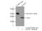 Reca antibody, 14961-1-AP, Proteintech Group, Immunoprecipitation image 