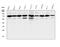 Replication Protein A1 antibody, M01317-2, Boster Biological Technology, Western Blot image 