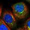 Peroxisomal targeting signal 1 receptor antibody, NBP2-38443, Novus Biologicals, Immunofluorescence image 