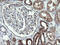 Cytochrome C Oxidase Subunit 6C antibody, M11443, Boster Biological Technology, Immunohistochemistry paraffin image 