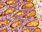 Neuronal PAS Domain Protein 2 antibody, CSB-PA860777LA01HU, Cusabio, Immunohistochemistry paraffin image 