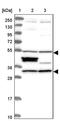 BICD Family Like Cargo Adaptor 2 antibody, PA5-60293, Invitrogen Antibodies, Western Blot image 