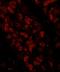Chromosome transmission fidelity protein 18 homolog antibody, IHC-00373, Bethyl Labs, Immunofluorescence image 