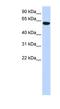 Cilia And Flagella Associated Protein 53 antibody, NBP1-56790, Novus Biologicals, Western Blot image 