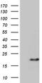 PRELI Domain Containing 2 antibody, TA810790, Origene, Western Blot image 