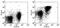 B And T Lymphocyte Associated antibody, 14-5955-82, Invitrogen Antibodies, Flow Cytometry image 