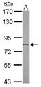 Zinc finger protein 64 antibody, NBP2-20946, Novus Biologicals, Western Blot image 