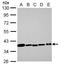 GAPDH antibody, TA308884, Origene, Western Blot image 