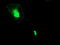 DNA excision repair protein ERCC-1 antibody, LS-C786877, Lifespan Biosciences, Immunofluorescence image 
