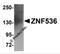 Zinc Finger Protein 536 antibody, 5501, ProSci, Western Blot image 