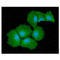 Quinolinate Phosphoribosyltransferase antibody, LS-B16352, Lifespan Biosciences, Immunofluorescence image 