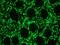 Vimentin antibody, NBP1-97672, Novus Biologicals, Immunohistochemistry frozen image 