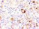 Tumor Necrosis Factor antibody, V2903SAF-100UG, NSJ Bioreagents, Flow Cytometry image 