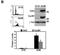 Cerebellar degeneration-related protein 2 antibody, NB110-58345, Novus Biologicals, Western Blot image 