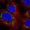 Rea antibody, NBP2-13754, Novus Biologicals, Immunofluorescence image 