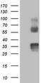 Protein C Receptor antibody, TA805662, Origene, Western Blot image 