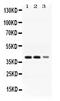 ADH4 antibody, PB10030, Boster Biological Technology, Western Blot image 