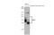 Serine Peptidase Inhibitor, Kunitz Type 2 antibody, GTX02801, GeneTex, Western Blot image 