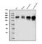 Lysine-specific demethylase 5B antibody, PB10073, Boster Biological Technology, Western Blot image 