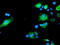 Sentrin-specific protease 2 antibody, LS-C175137, Lifespan Biosciences, Immunofluorescence image 