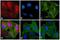 Rat IgG Isotype Control antibody, A-21471, Invitrogen Antibodies, Immunofluorescence image 